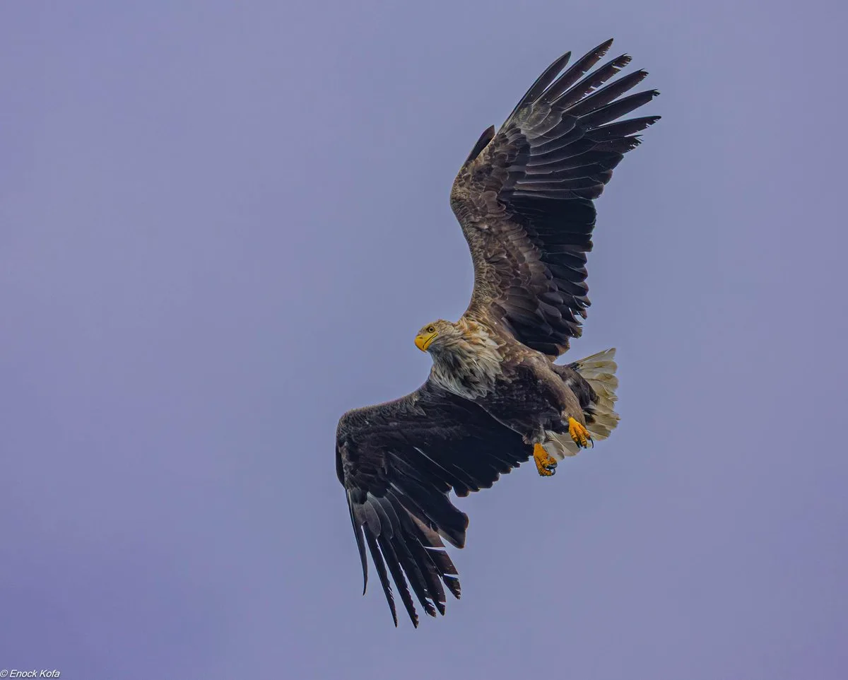 Eagle with wings spread