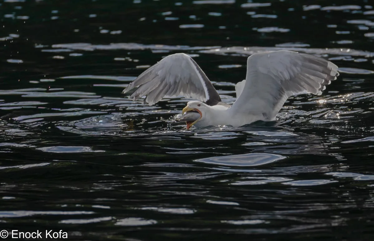 Seabirds on the water