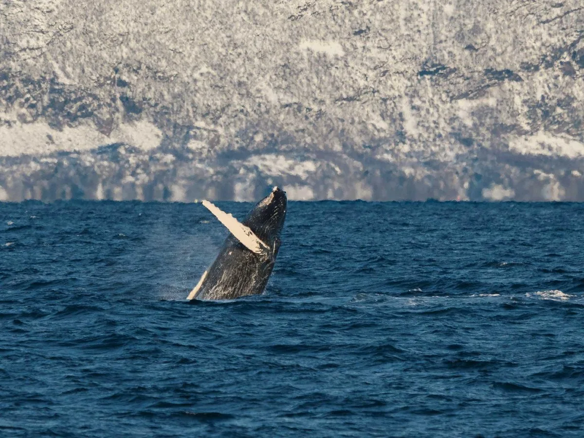 Whale breaching near a mountainous coast
