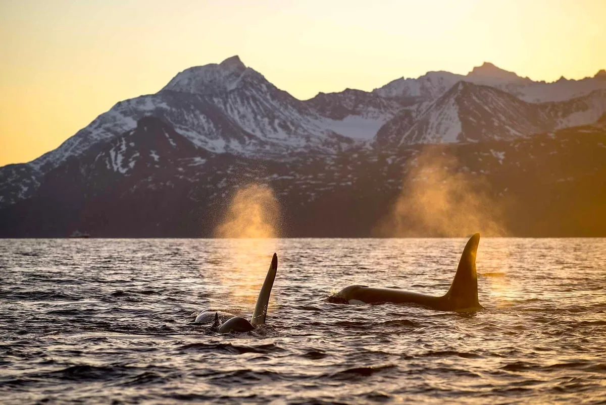 Whale surfacing in golden light beneath mountains