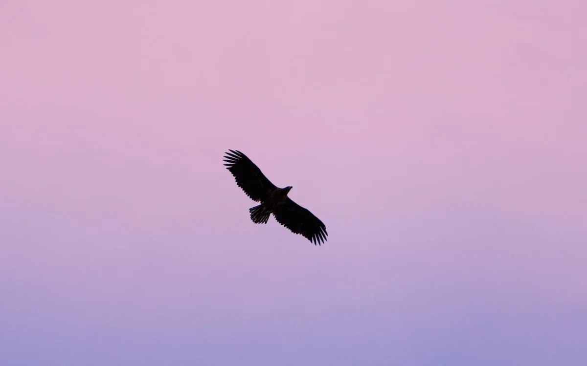 Bird silhouetted against a pink Arctic sky