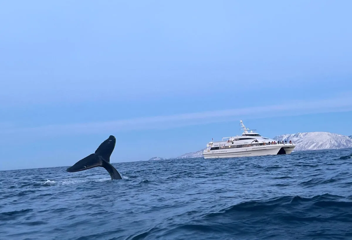 Whale tail above the water near a vessel