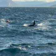 Orcas photographed by guest Dirk
